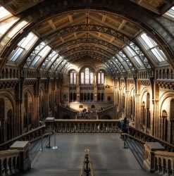 natural-history-museum-2203648_1280